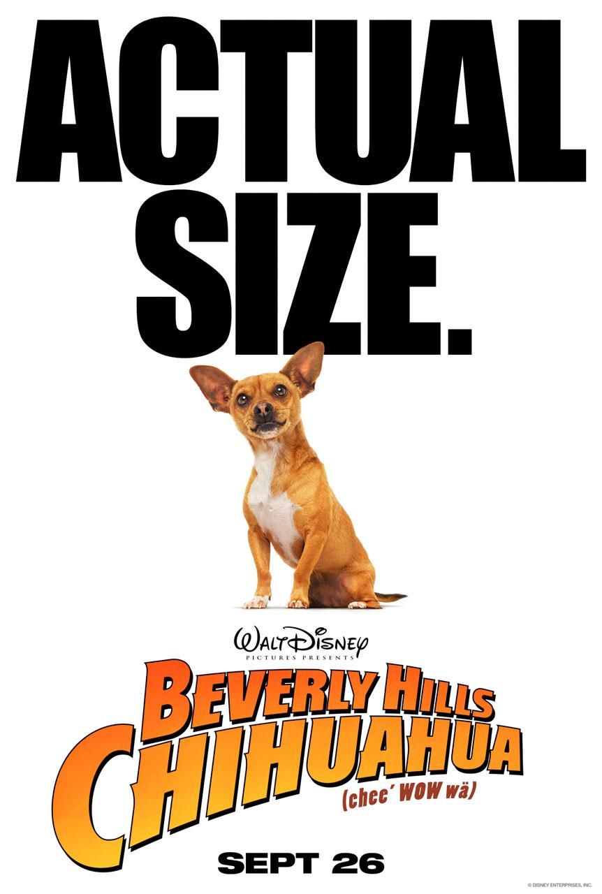 Extra Large Movie Poster Image for Beverly Hills Chihuahua (#3 of 5)