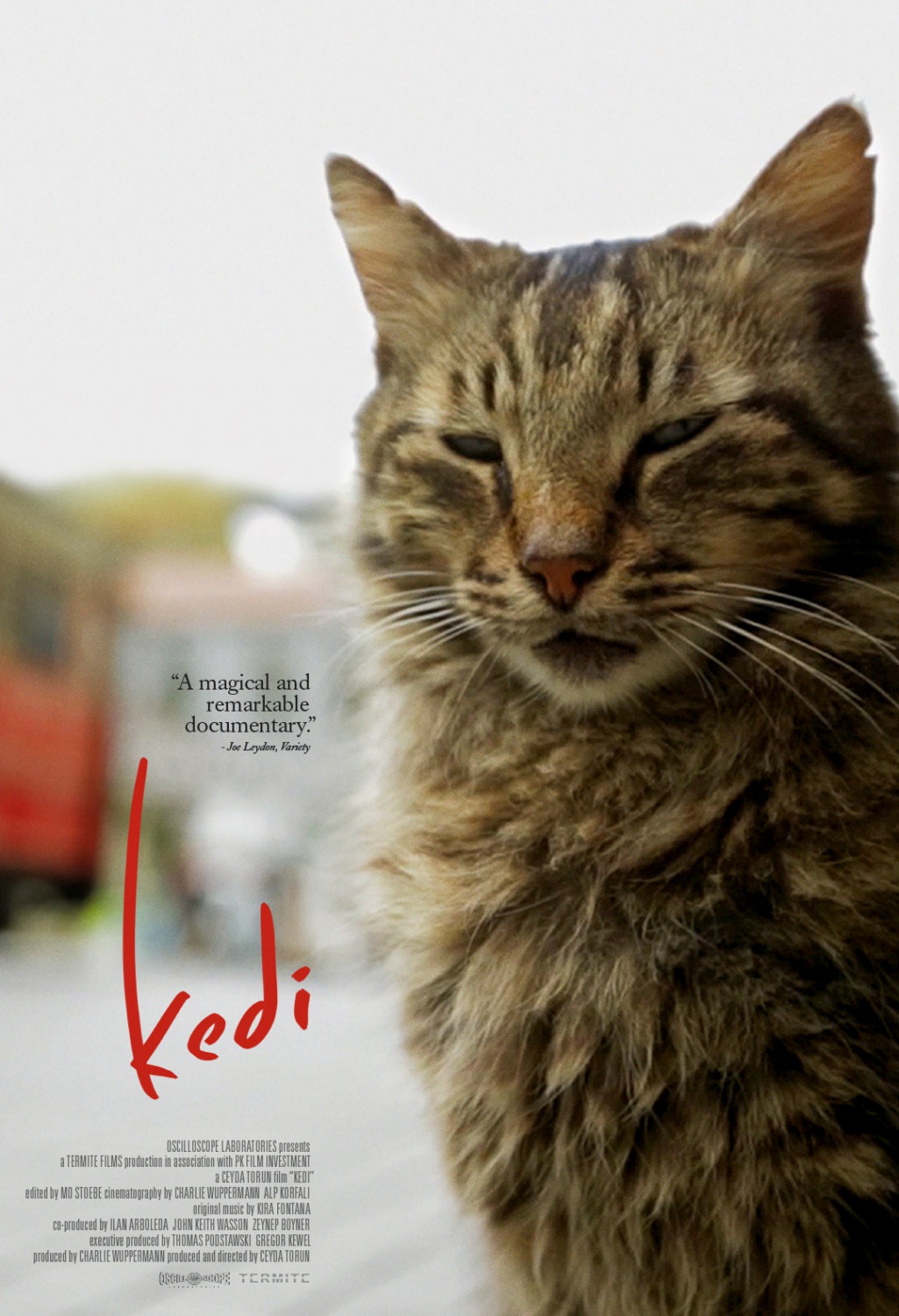Extra Large Movie Poster Image for Kedi (#1 of 13)