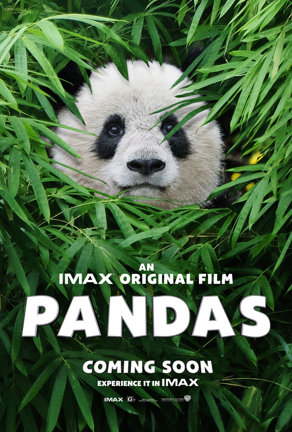 Extra Large Movie Poster Image for Pandas (#1 of 2)