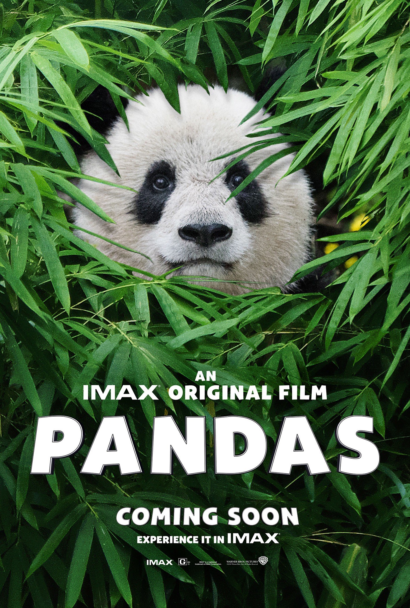 Mega Sized Movie Poster Image for Pandas (#1 of 2)