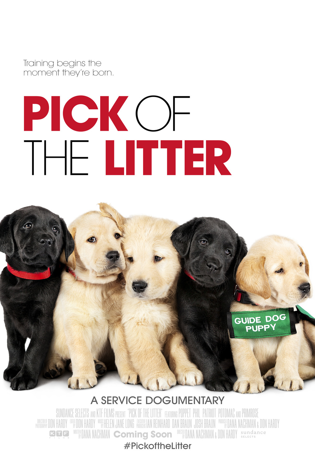 Extra Large Movie Poster Image for Pick of the Litter (#2 of 7)