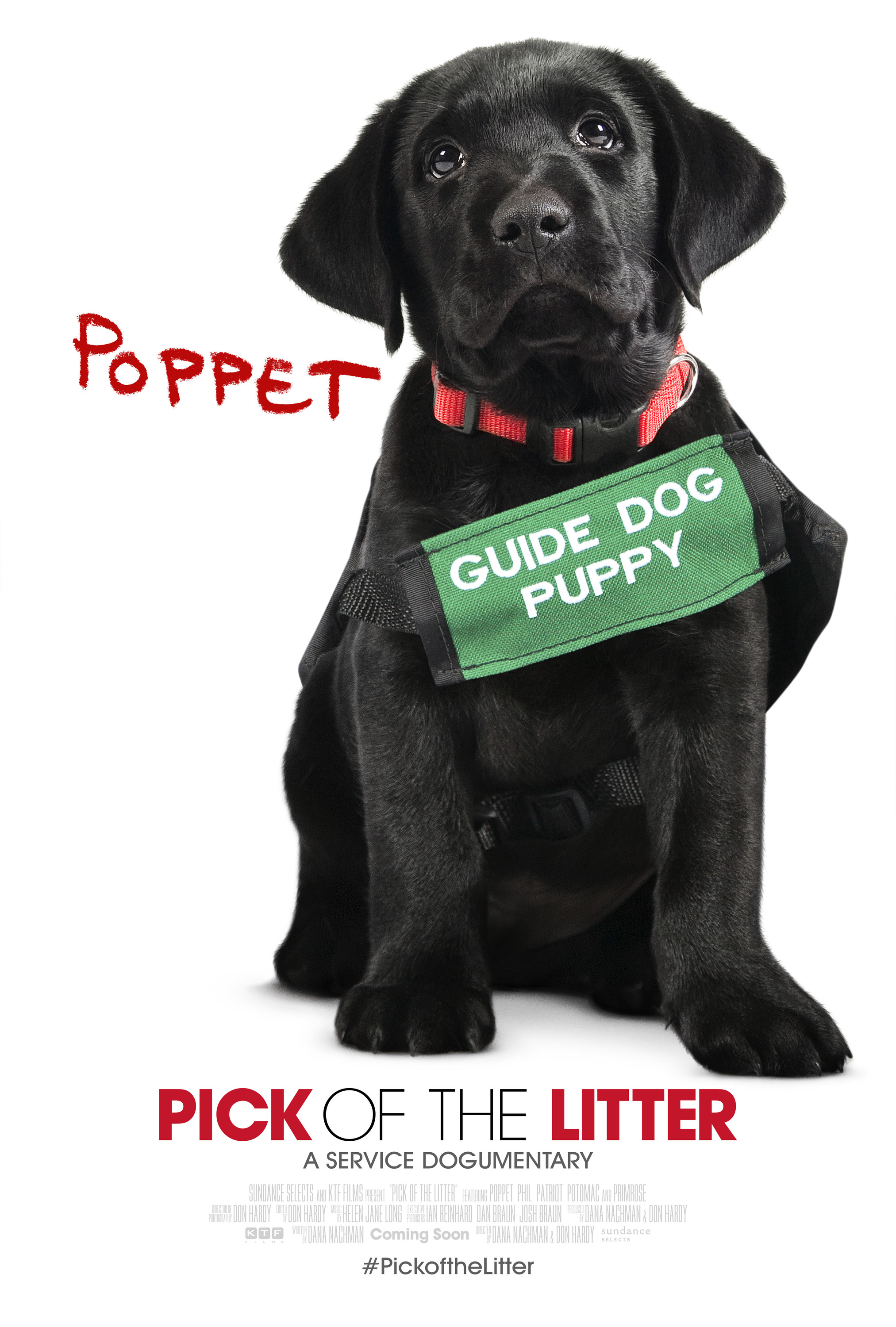 Mega Sized Movie Poster Image for Pick of the Litter (#5 of 7)
