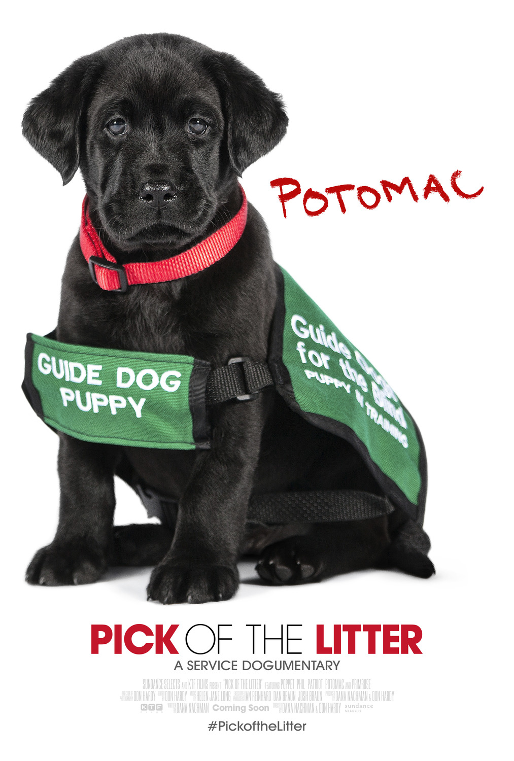 Extra Large Movie Poster Image for Pick of the Litter (#6 of 7)