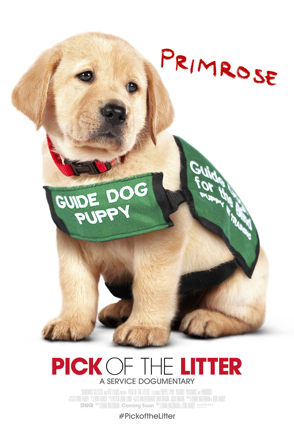 Extra Large Movie Poster Image for Pick of the Litter (#7 of 7)