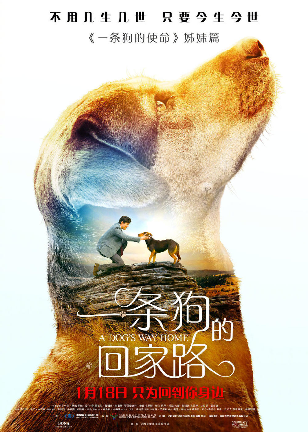 Extra Large Movie Poster Image for A Dog's Way Home (#7 of 9)