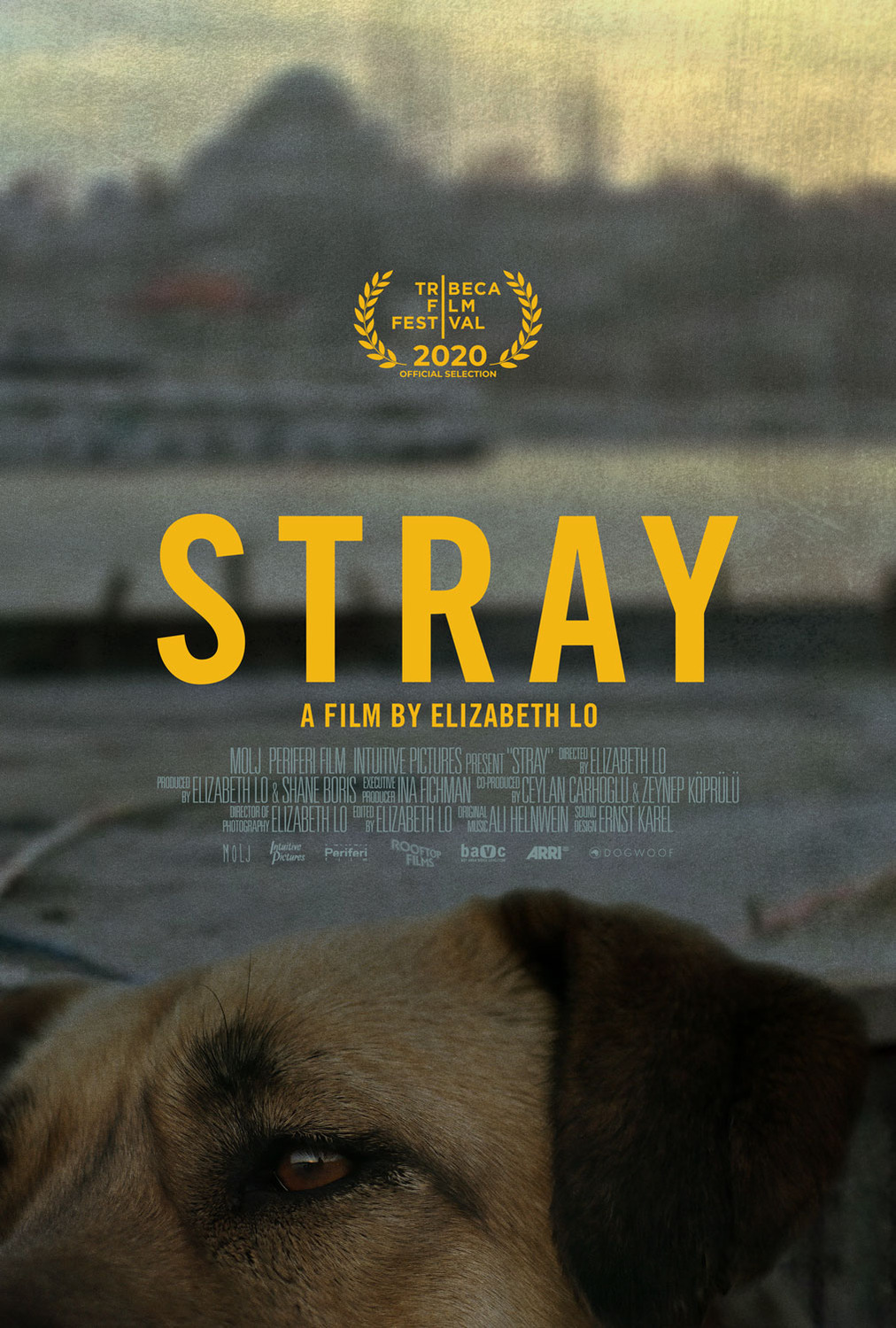 Extra Large Movie Poster Image for Stray (#1 of 2)