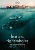 Last of the Right Whales (2022) Thumbnail