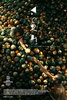 Roid (2026) Thumbnail