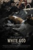 White God (2014) Thumbnail