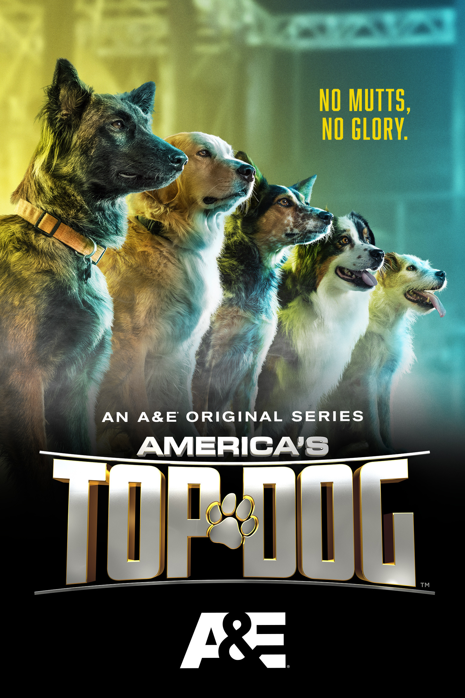 Mega Sized Movie Poster Image for America's Top Dog (#3 of 3)