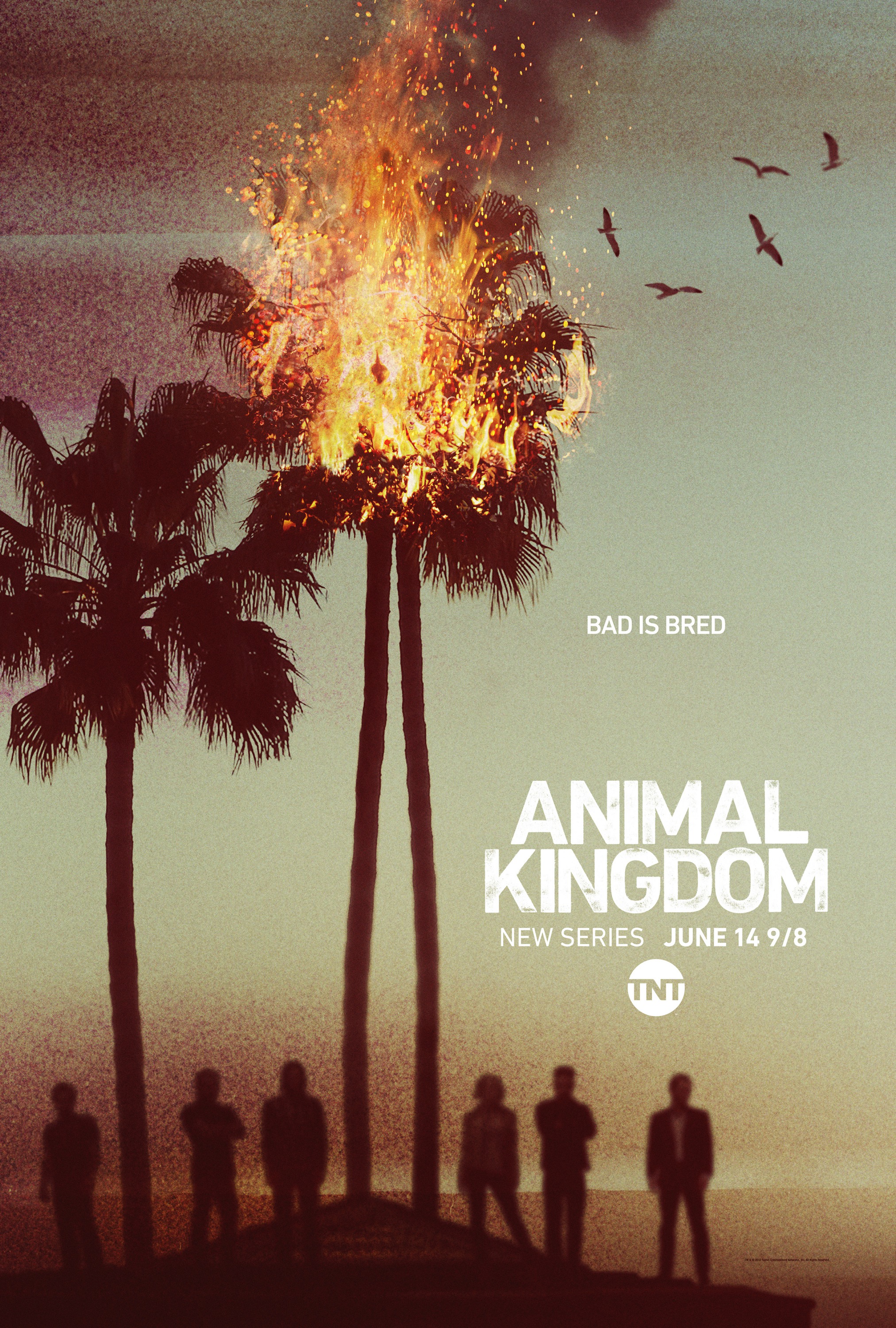 Mega Sized TV Poster Image for Animal Kingdom (#1 of 6)