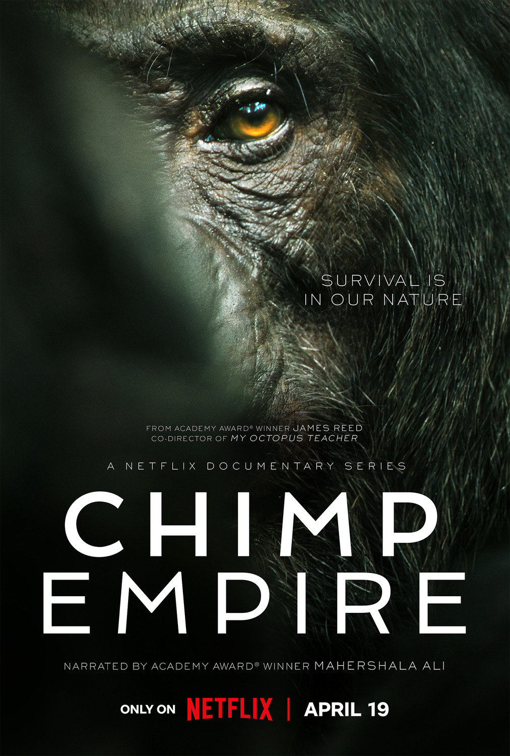 Extra Large TV Poster Image for Chimp Empire (#1 of 2)