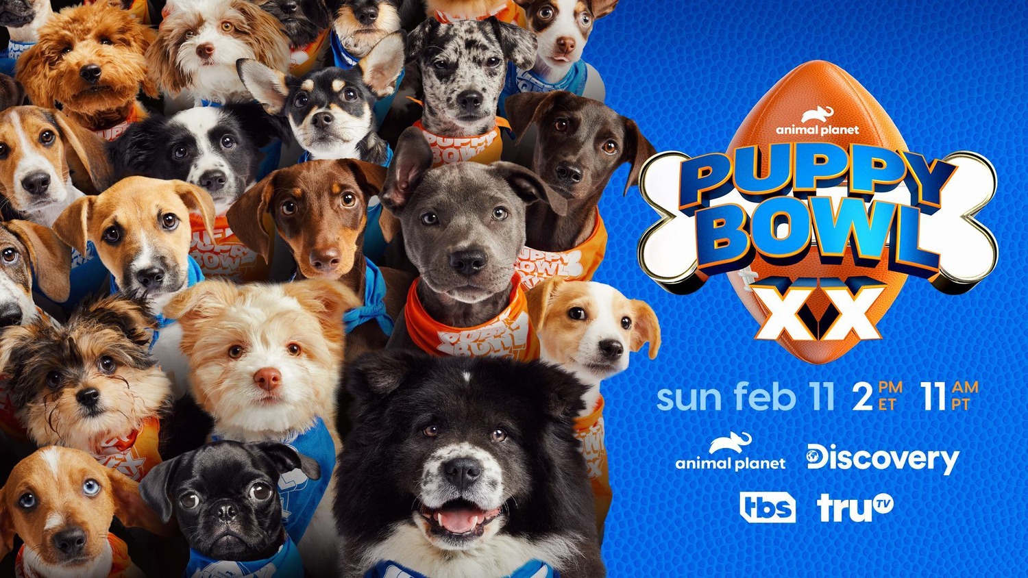 Extra Large TV Poster Image for Puppy Bowl 